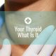 Your Thyroid – What Is It?